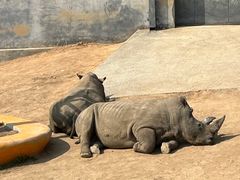 -西霞口神雕山野生动物世界