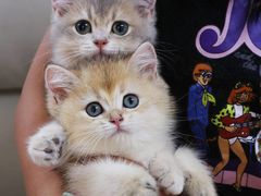 -lincat·猫舍(广州店)