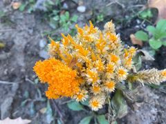 -春花秋色城市公园