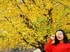 -千年银杏谷文化旅游区