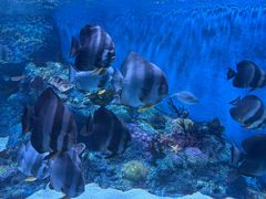 -海合安成都极地海洋公园