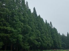 -五七小李子油焖大虾(总店)