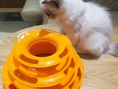 -藏猫猫咖啡主题馆(中央大道店)