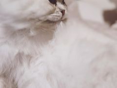-猫腻·猫咖·撸猫馆(星光大道店)