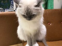 -藏猫猫咖啡主题馆(中央大道店)