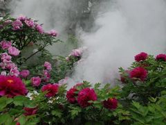 -洛阳市牡丹公园