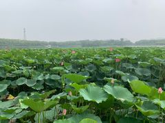 -大兴滨河森林公园