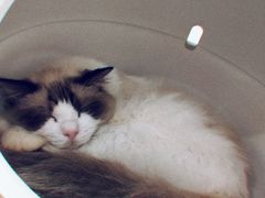 -李小姐の猫咖啡馆(五角场店)
