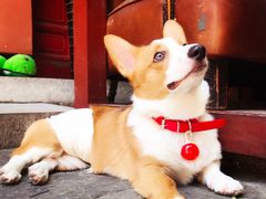 -百好乐宠物友好餐厅(朝外大街店)