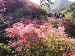 -木兰云雾山