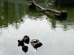 -九龙公园