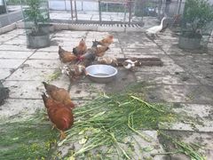 -小鱼草莓采摘园农家乐·小鱼餐厅