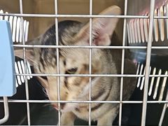 -宠福鑫康馨动物医院·骨科·眼科