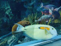 -上海海洋水族馆