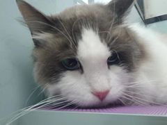 -嘉馨宠物医院·CT影像转诊·心脏科·犬猫全科诊疗中心(下沙大学城院区)
