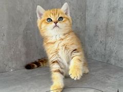 -小猫来了·猫舍(红山六九七九店)