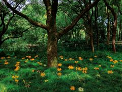 -上海共青森林公园