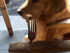 委屈的66-百好乐宠物友好餐厅(朝外大街店)