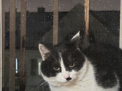 -宠福鑫动物医院(城北分院)