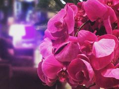 -上海丽笙精选海仑宾馆·莫赛克餐厅