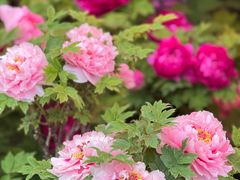 -洛阳市隋唐城遗址植物园