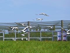 -盐城丹顶鹤湿地生态旅游区