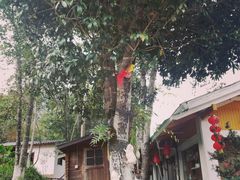 -天台国家森林公园水上茶乡九鹏溪