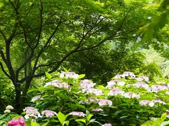 -上海共青森林公园