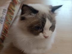 -唐小姐の私宠·宠物洗护美容·撸猫馆·购宠(周浦万达旗舰店)