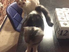 -AOE 火焰 剧本密室狼人杀
