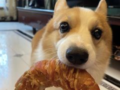 -萌宠之家·腊肠犬·马尔泰·小体犬舍
