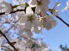 -桃花堤公园