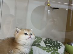 -青奢宠物·青奢猫舍