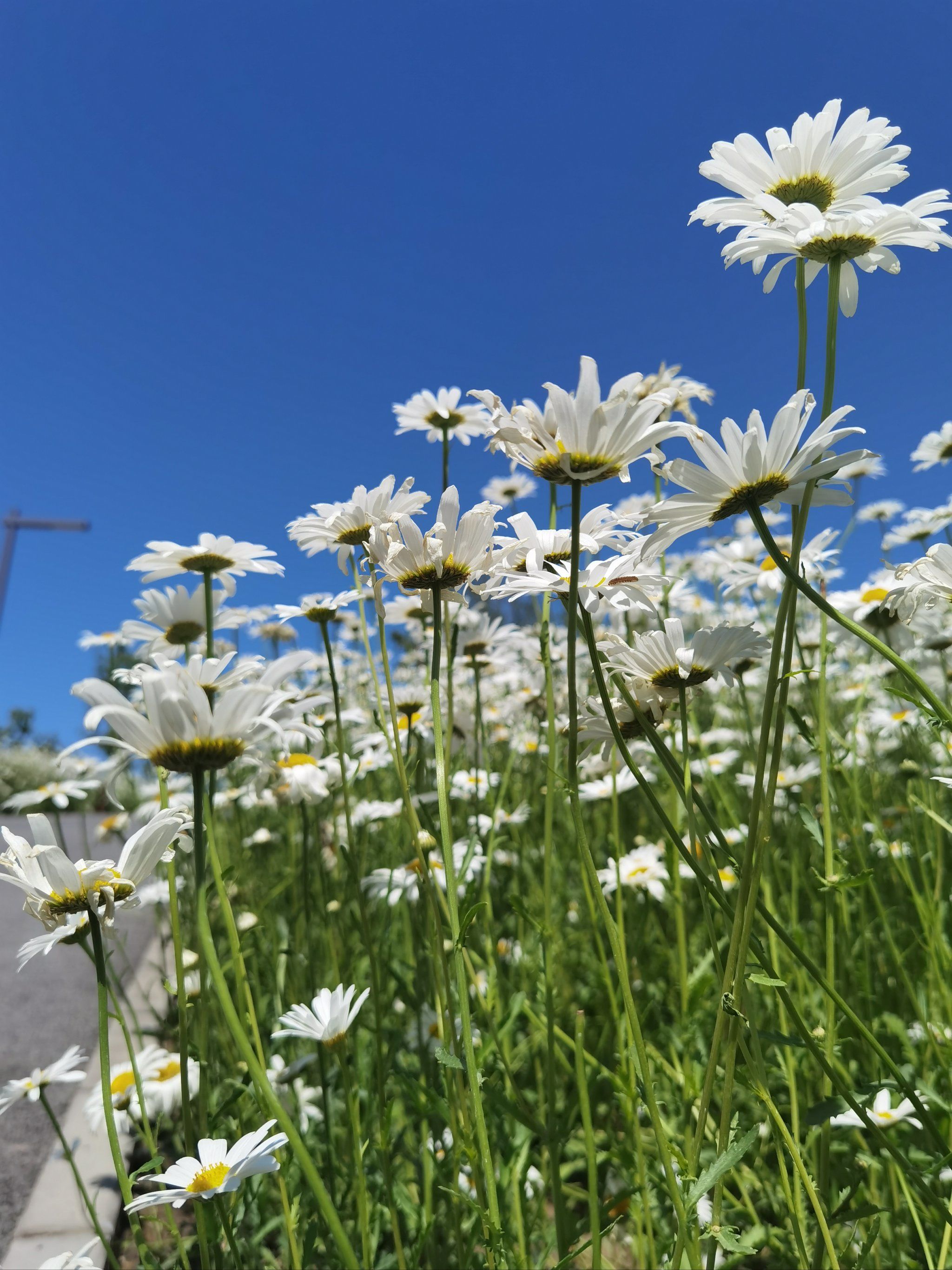 0元玩转这座城 #雏菊 
即使没