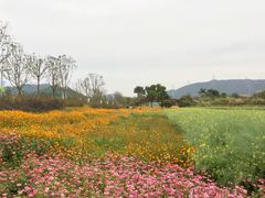 -光明小镇欢乐田园