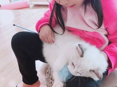 -momokira米努特·德文卷毛猫·棉花面纱犬