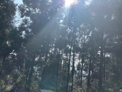 -玉苍山国家森林公园