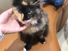 -藏猫猫咖啡主题馆(中央大道店)