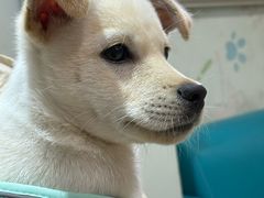 -瑞派申生动物医院·24H夜诊·国际动物医疗中心·骨外科(吴中路店)