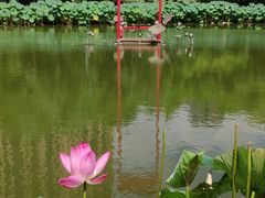 -陈家山荷花公园