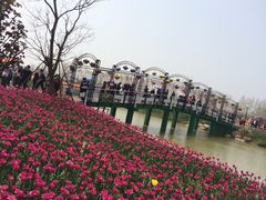 -荷兰花海