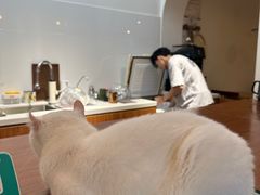 -有猫主题·治愈系猫咖(曾厝垵店)