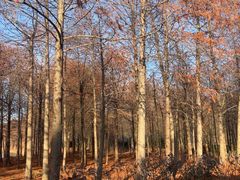 -上海海湾国家森林公园