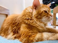 -藏猫猫咖啡主题馆(中央大道店)