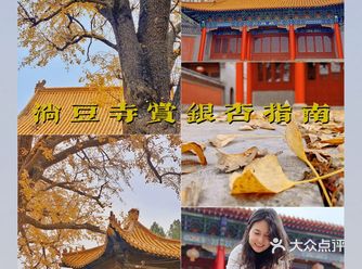 千年银杏叶已掉落一半 抓紧时间️