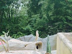 -广州动物园