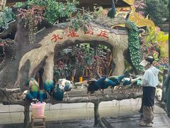 -西双版纳原始森林公园