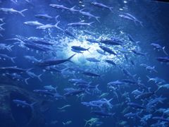 -多彩贵州城极地海洋世界