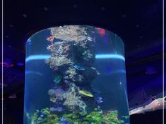 -芜湖新华联大白鲸海洋公园