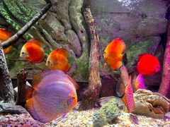 -上海海洋水族馆